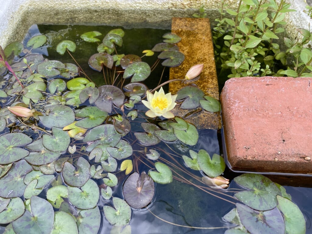 現在の画像: 蓮の花
